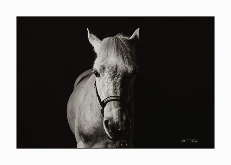 Portrait Cheval