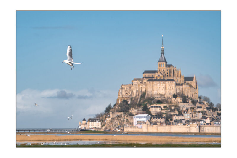 Mont St Michel et Mouette