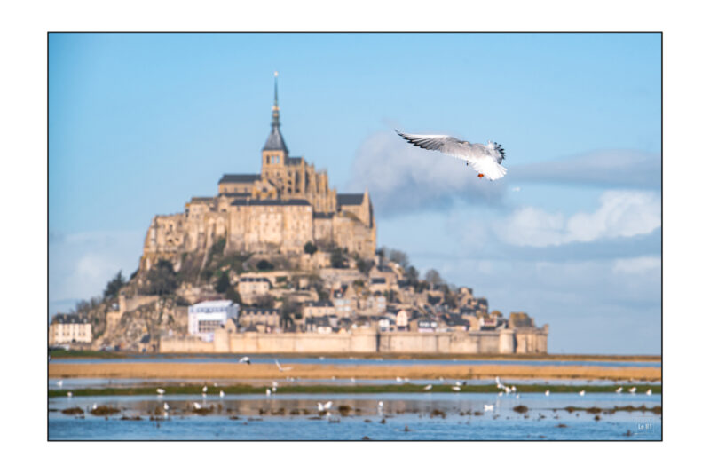 Mont St Michel et Mouette